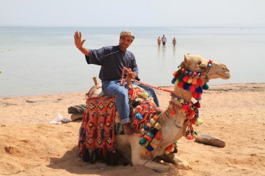 Egyptian man posing on the camel clipart