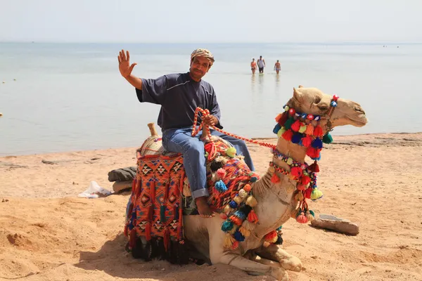 エジプト男性、ラクダでポーズ — ストック写真