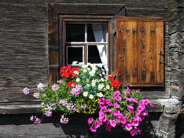 Çiçek pencere — Stok fotoğraf