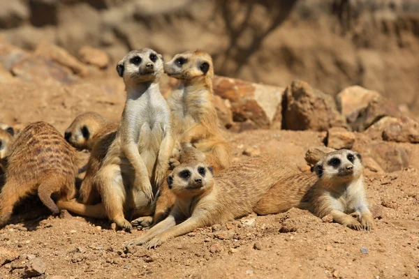 Suricate 또는 meerkat 가족 — 스톡 사진