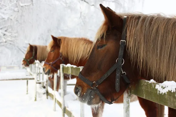 Konie w zimie — Zdjęcie stockowe