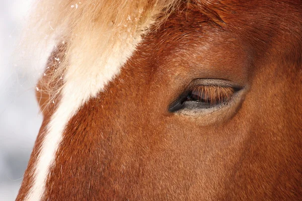 Paard oog — Stockfoto