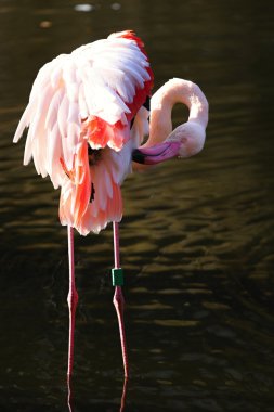 Flamingo