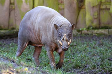 Babirusa, Babyrousa babyrussa clipart