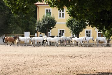 Herd of horses, Oldkladruby horse clipart
