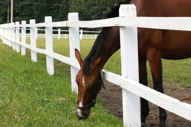 Horse pasture clipart