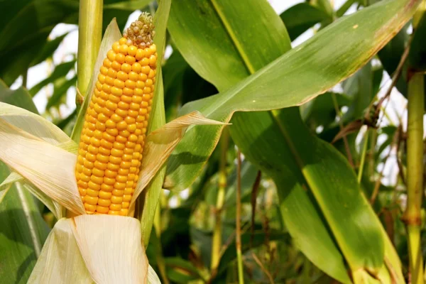 stock image Maize