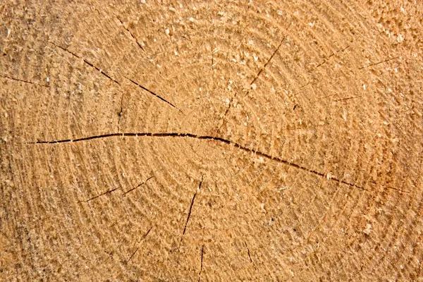 Close grown timber — Stock Photo, Image