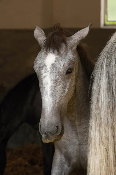 Veulen van kladruber, oldkladruby paard — Stockfoto