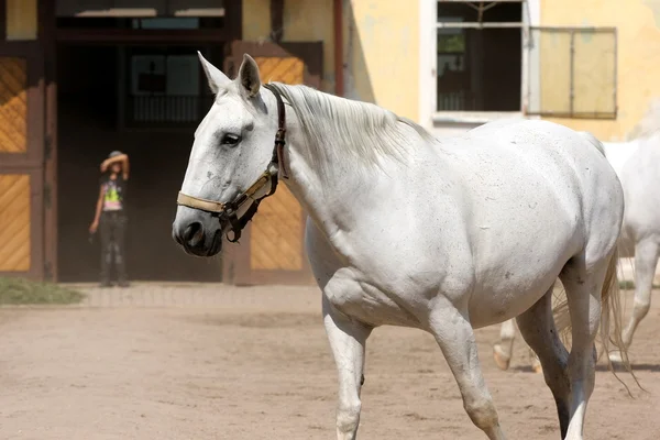 Kladruber, caballo de Oldkladruby —  Fotos de Stock