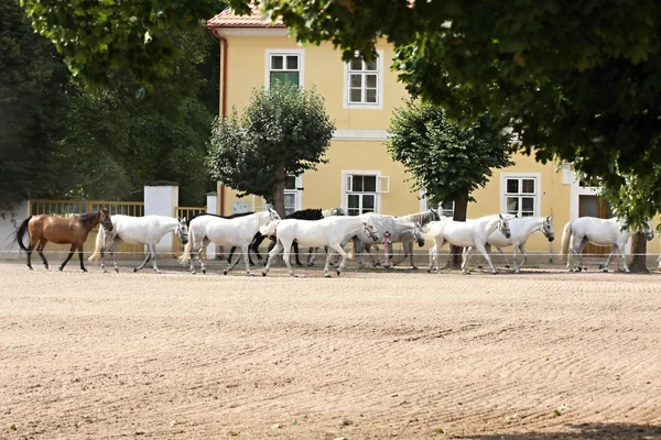 stock image Herd of horses, Oldkladruby horse