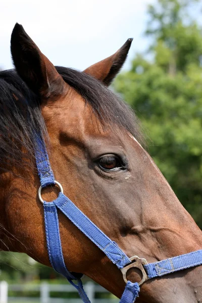 Head of Horse — Stock Photo, Image