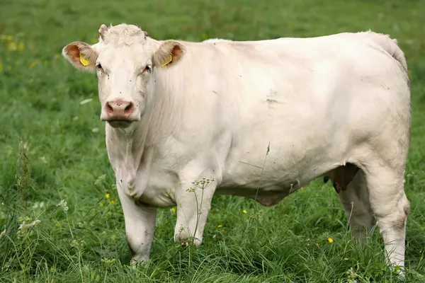 Witte koe — Stockfoto