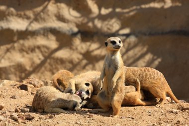 suricate veya çöl faresi ailesi