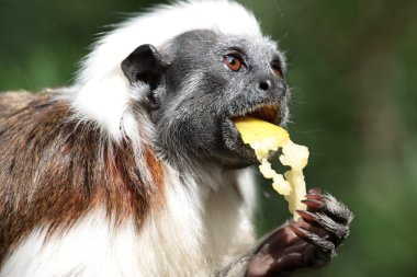 Feeding monkey apple clipart