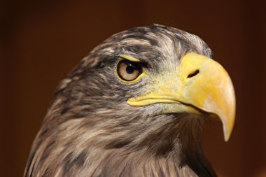 Profile of a sea eagle clipart