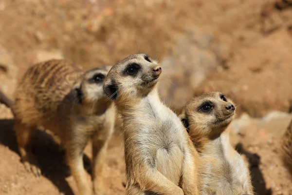 Família suricada ou meerkat — Fotografia de Stock