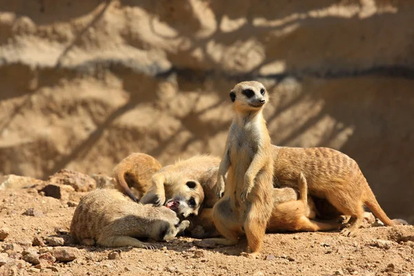 Famiglia di suricati o suricati — Foto Stock
