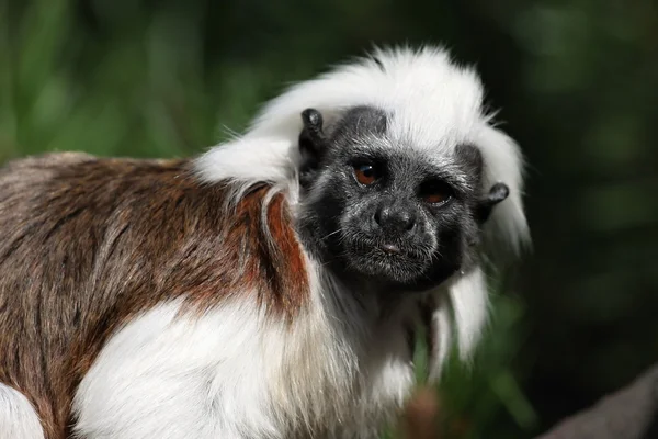 호기심 어린 원숭이 — 스톡 사진
