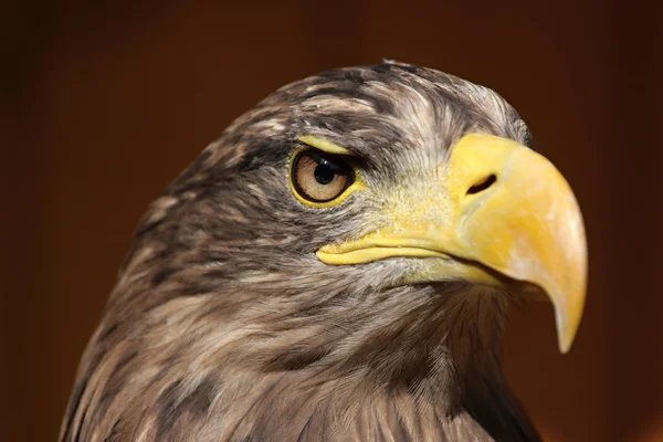 Perfil de un águila marina — Foto de Stock