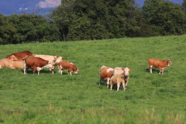 Tejelő tehenek — Stock Fotó