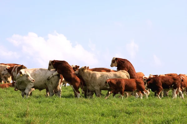 Tejelő tehenek — Stock Fotó