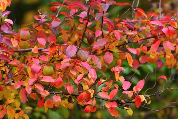 Árbol de otoño —  Fotos de Stock