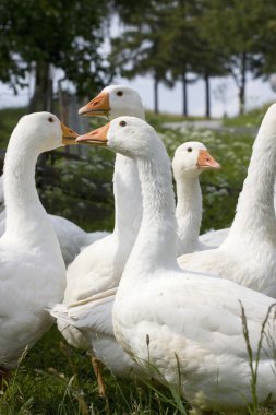 Domestic geese clipart