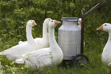 Domestic geese clipart