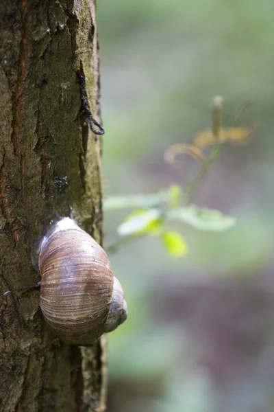 Snail on tree — Stock Photo, Image