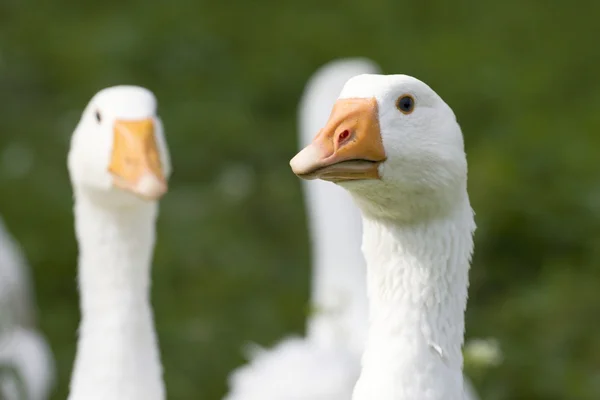 Domestic geese Stock Image