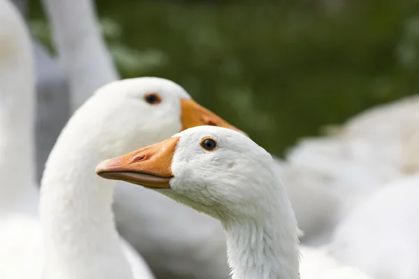 Domestic geese Stock Photo