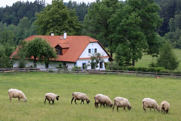 Cottage en schapen — Stockfoto