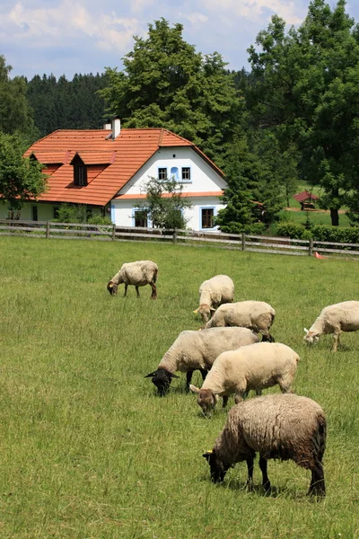 Casa de campo e ovelhas — Fotografia de Stock