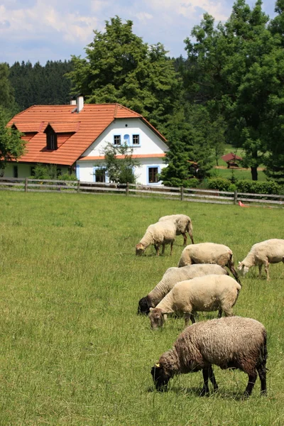 Εξοχικών σπιτιών και πρόβατα — Φωτογραφία Αρχείου
