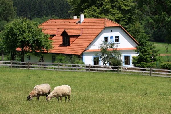 Cottage and sheep — Stock Photo, Image