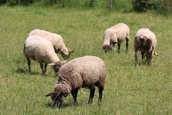 Domácí ovce — Stock fotografie