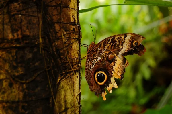 Mariposa en un tronco de árbol —  Fotos de Stock