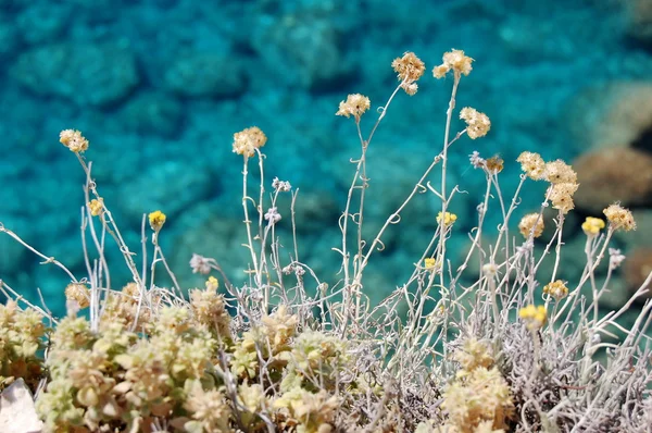 stock image Flower background and Ionian Sea