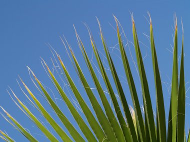 Palmenblatt vor blauem Himmel