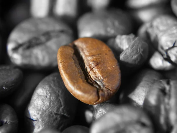 Coffee beans — Stockfoto