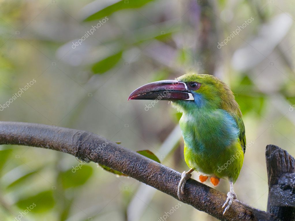 ecuadorrebel