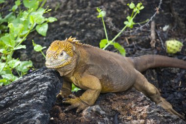 kara iguana