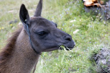 lama