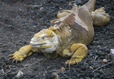 kara iguana
