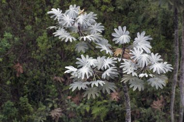 Schefflera morototoni clipart