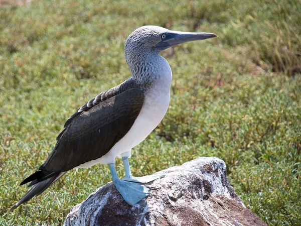 Blue Footed Booby — Stock Photo, Image