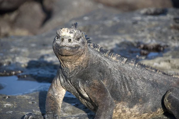 Marin Iguana