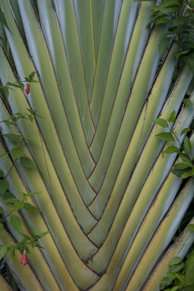 Palm Pattern — Stock Photo, Image