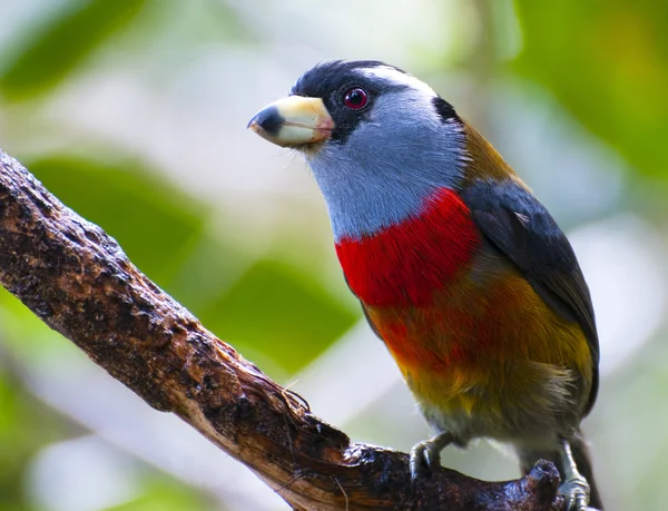 Tukan Barbet — Zdjęcie stockowe